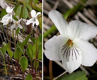 Viola primulifolia