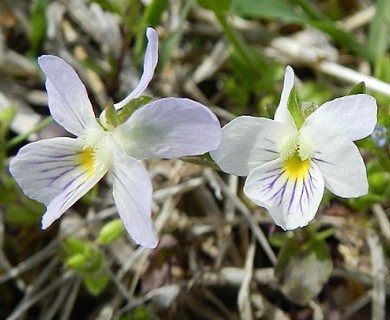 Viola rafinesquei