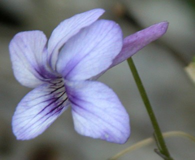 Viola rostrata