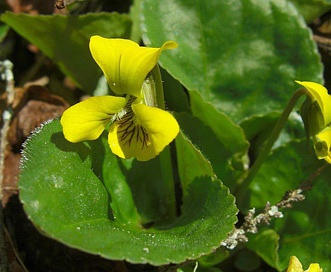 Viola rotundifolia