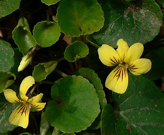 Viola sempervirens