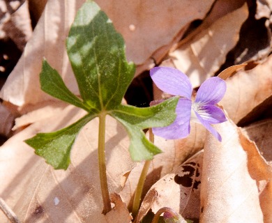 Viola septemloba