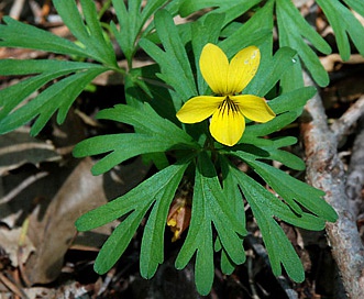 Viola sheltonii