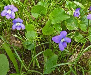 Viola sororia