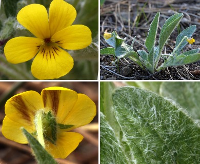 Viola tomentosa