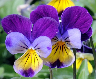 Viola tricolor