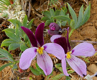 Viola trinervata