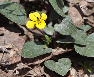 Viola utahensis