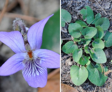 Viola villosa