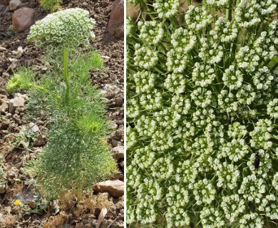 Visnaga daucoides