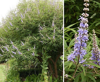 Vitex agnus-castus