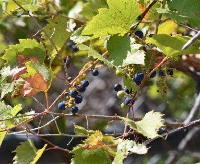 Vitis acerifolia