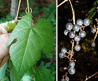 Vitis aestivalis