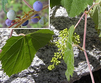 Vitis arizonica