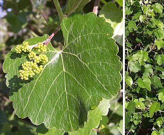 Vitis californica