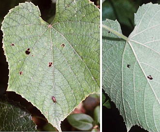 Vitis cinerea