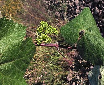 Vitis girdiana