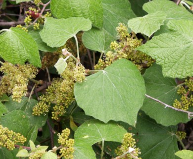 Vitis mustangensis