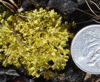 Vulpicida juniperinus