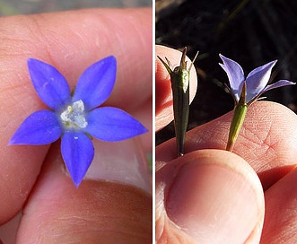 Wahlenbergia marginata