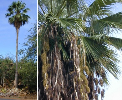 Washingtonia robusta