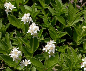 Whipplea modesta