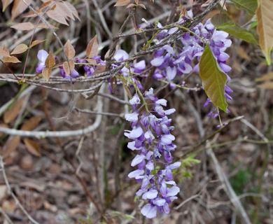 Wisteria floribunda