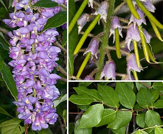 Wisteria frutescens