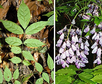 Wisteria sinensis