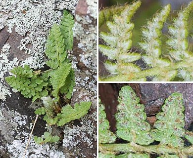 Woodsia ilvensis