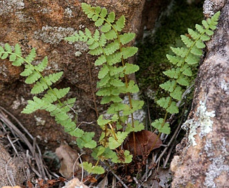 Woodsia neomexicana