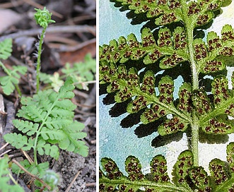 Woodsia obtusa