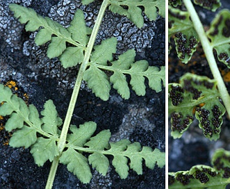 Woodsia oregana