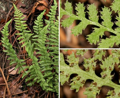 Woodsia phillipsii