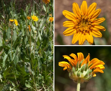 Wyethia angustifolia