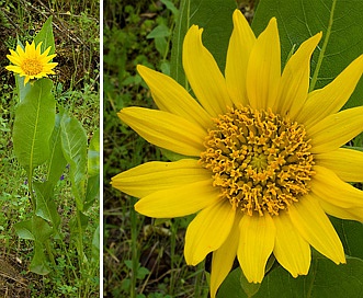 Wyethia helenioides