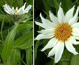 Wyethia helianthoides