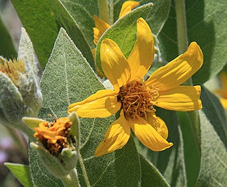 Wyethia mollis