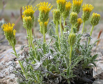 Xanthisma grindelioides