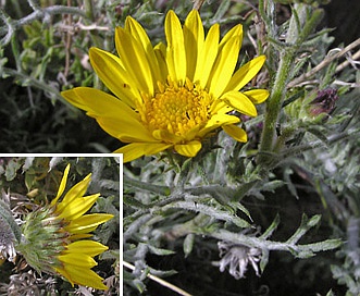 Xanthisma spinulosum