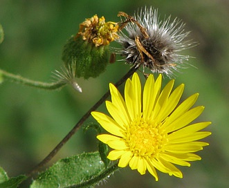 Xanthisma texanum