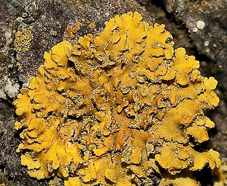 Xanthomendoza fallax