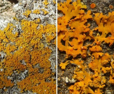 Xanthomendoza fulva