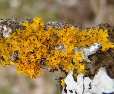 Xanthomendoza oregana