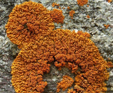 Xanthomendoza trachyphylla