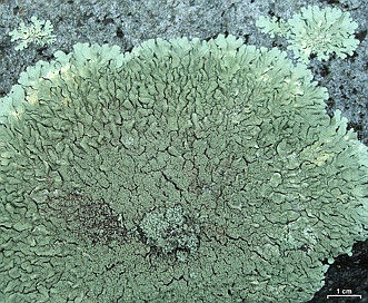 Xanthoparmelia conspersa