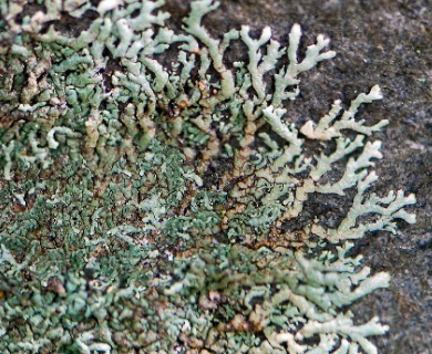 Xanthoparmelia mougeotii