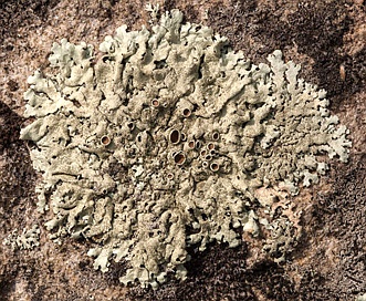 Xanthoparmelia plittii