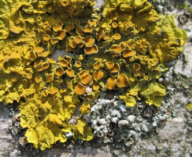 Xanthoria parietina