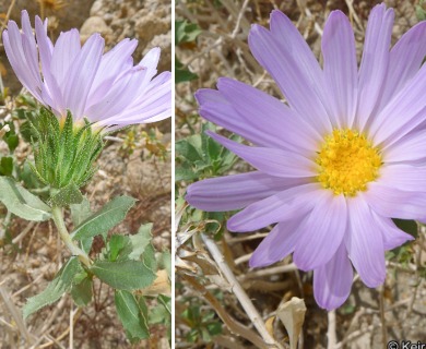 Xylorhiza cognata